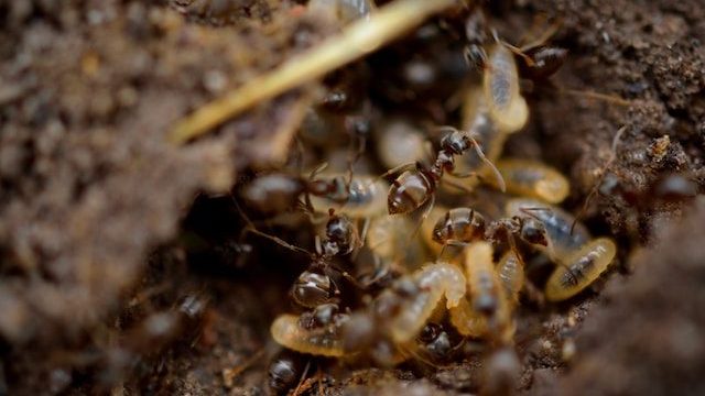 家の中でシロアリを見つけたときの注意点