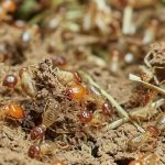 シロアリが家の中に侵入する原因