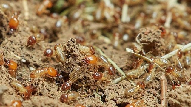 シロアリが家の中に侵入する原因