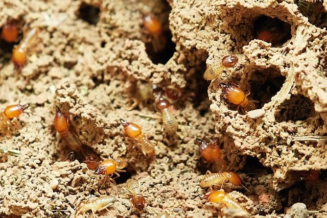 シロアリの生態と生息環境