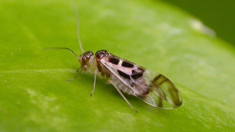 1ミリくらいの黒い飛ぶ虫 チャタテムシ