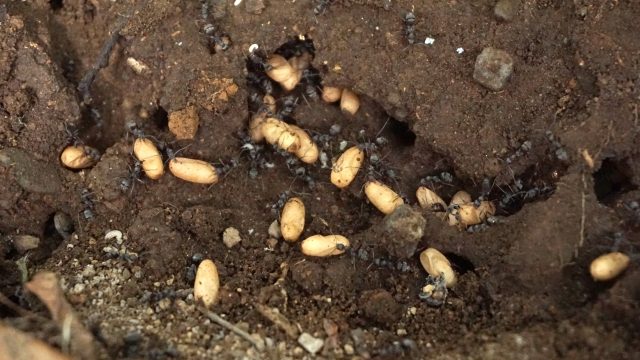 アリの巣の構造と特性