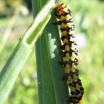 ハマオモトヨトウの幼虫を駆除したい!正しい知識と効果的な方法とは