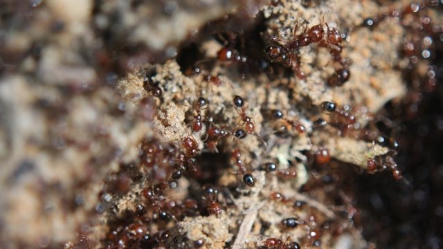 熱湯駆除の効果とリスク