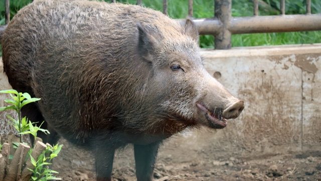 【全方位解説】イノシシ駆除にお悩みの方必見！生態から理解する最適な対策法とは