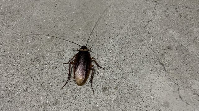 ゴキブリ駆除後の対策と予防