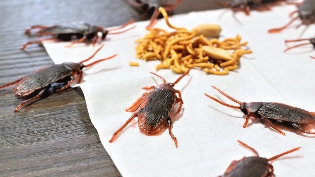 家庭で出会う主要な害虫とその特性