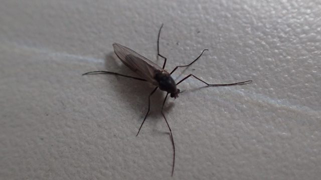 1ミリくらいの黒い飛ぶ虫 クロバネキノコバエ