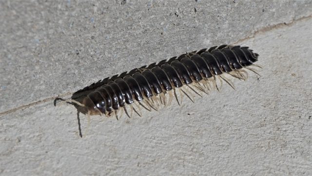 ヤスデ駆除の全て: ハイターを活用した効果的な方法を全解説