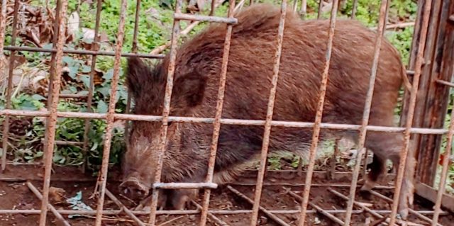 害獣駆除の基本知識