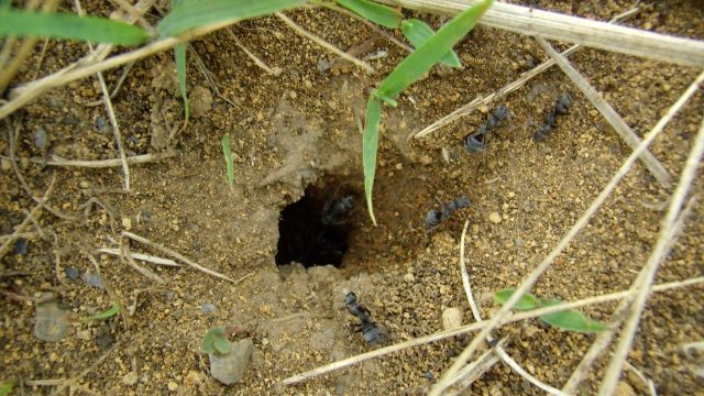 アリの巣の発見方法とその重要性