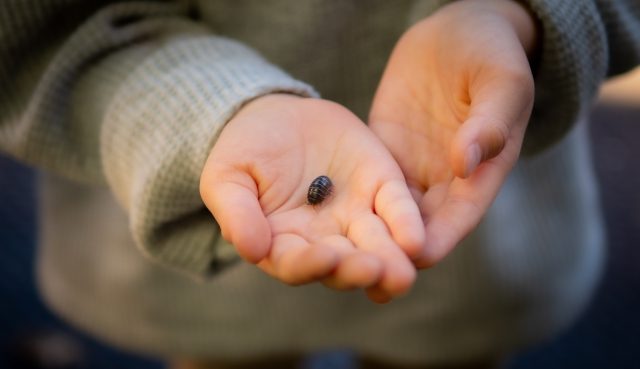 ダンゴムシは人間に害があるのか?