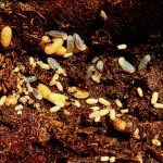 アリの巣を熱湯で駆除する方法と注意点、再発防止策まで徹底解説