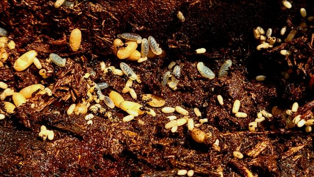 アリの巣を熱湯で駆除する方法と注意点、再発防止策まで徹底解説