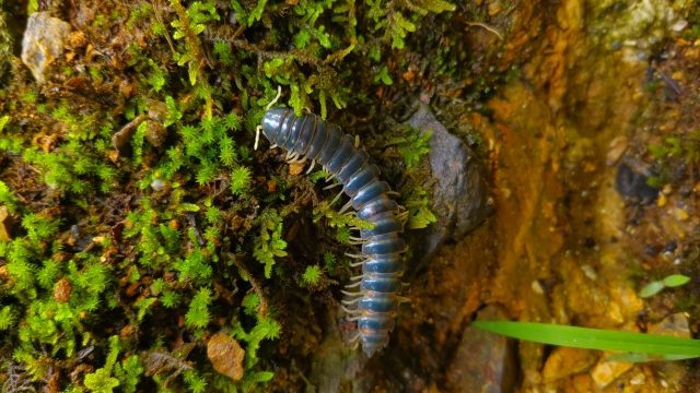 家庭でのヤスデの被害と問題