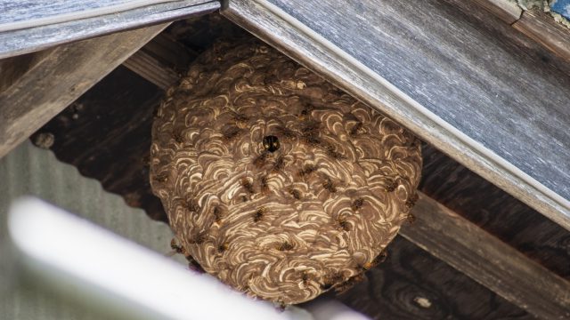 害虫駆除の徹底ガイド:主要な害虫と特性、駆除法、予防方法を完全解説