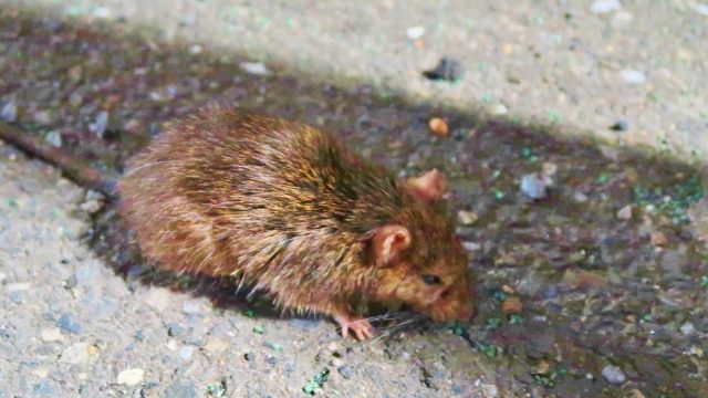 ネズミの被害とその影響