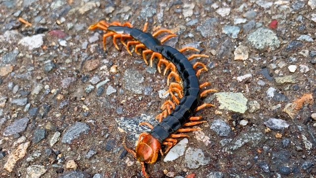 ハイター駆除法の長所と短所
