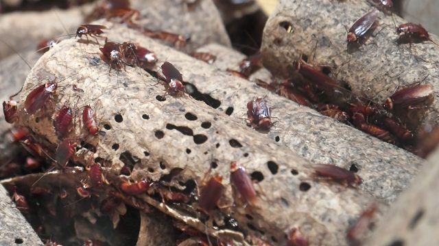 ゴキブリ駆除のプロに任せるメリット
