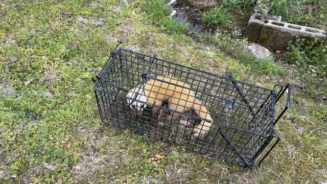 DIY害獣駆除の方法と注意点