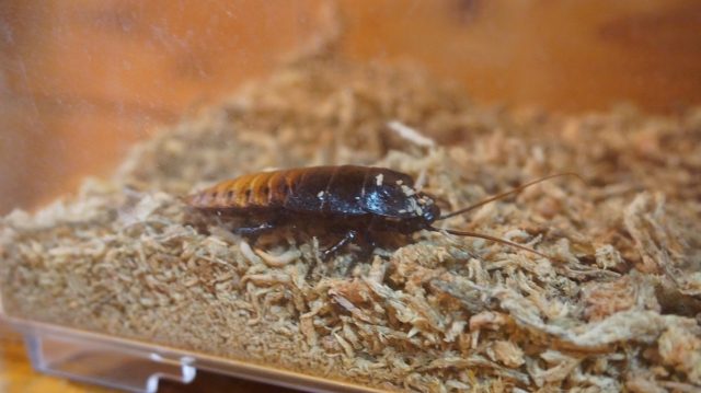 ゴキブリとは何か?