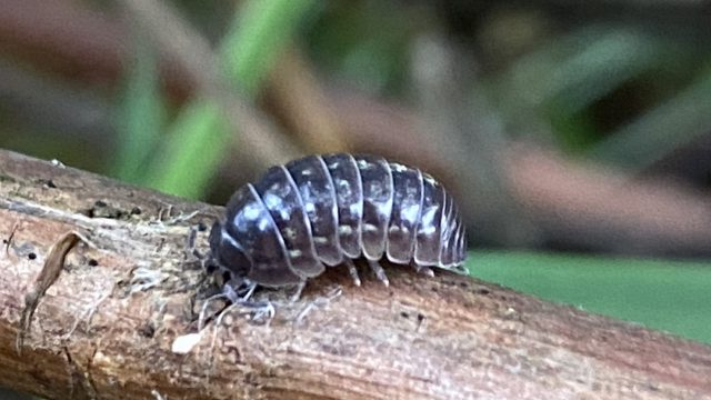 ダンゴムシとは何か?