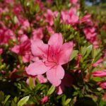 杜鵑花