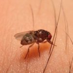 家に1ミリくらいの黒い飛ぶ虫！その正体と効果的な駆除法を徹底解説