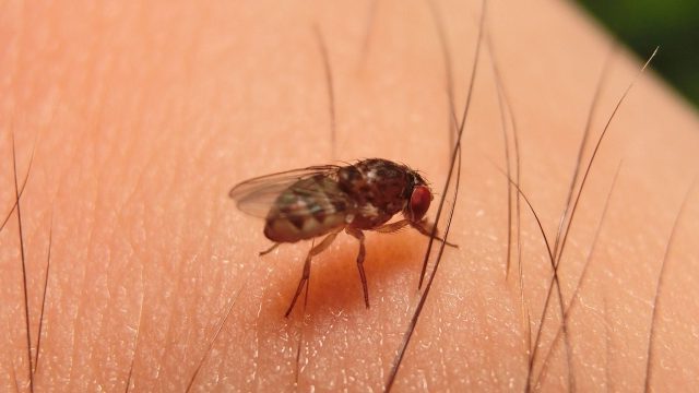 家に1ミリくらいの黒い飛ぶ虫！その正体と効果的な駆除法を徹底解説