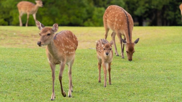 シカ駆除の効果的な手法と実践