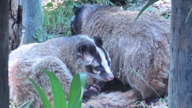 ハクビシンの食事と栄養源