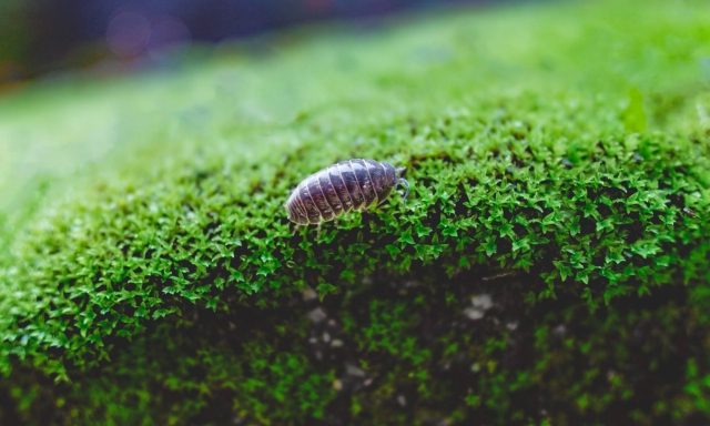 ダンゴムシが生息する場所と行動