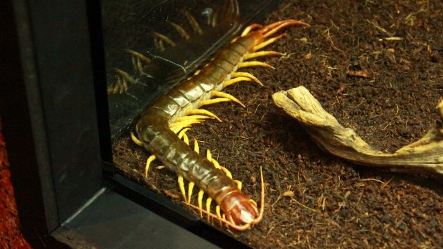 ヤスデの生態と家庭での問題