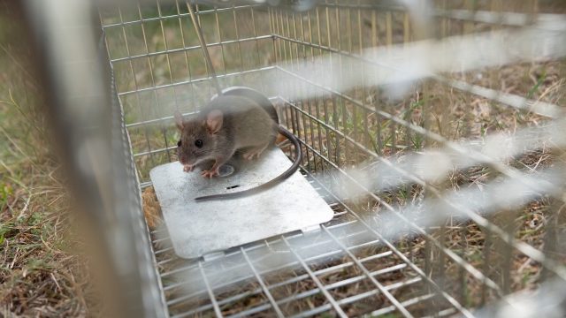 家庭でできるネズミ駆除法：完全ガイドと専門業者の活用術を全解説