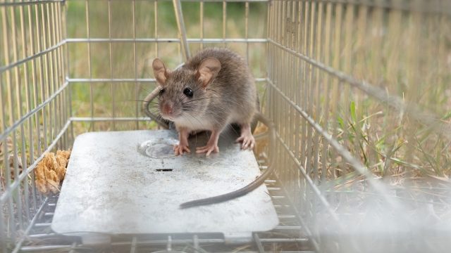 害獣の種類と特徴