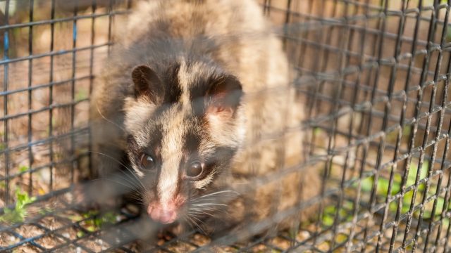 害獣駆除の完全ガイド：法律、自己対策、専門サービスを徹底解説