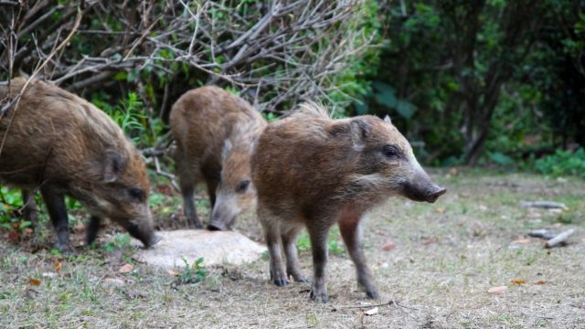 イノシシとは？その生態と影響