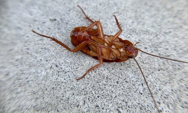 自宅でできるゴキブリ駆除方法
