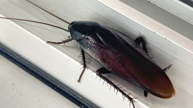 【必見】ゴキブリを駆除したい!家に侵入する理由と防止策を全解説