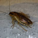 チャバネゴキブリ