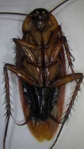 ワモンゴキブリ