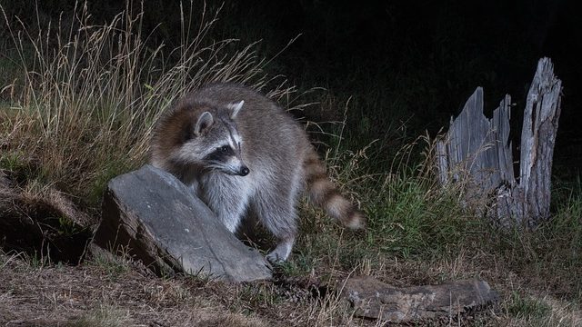 アライグマから猫を保護する方法
