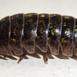 ダンゴムシ問題解決！重曹を活用した自然な駆除方法をわかりやすく解説