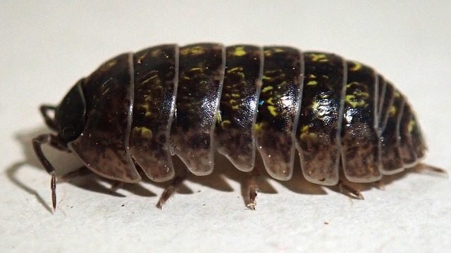 ダンゴムシ問題解決！重曹を活用した自然な駆除方法をわかりやすく解説