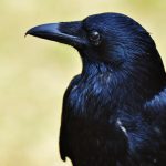 カラス対策とゴミ管理: ハイターの活用法とその効果とは？