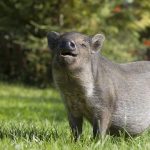 イノシシは人間を食べるのか: その生態と攻撃性から対策を考える