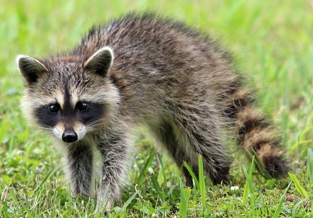 アライグマは本当に猫を食べる？都市部での競争と共存への可能性を探る