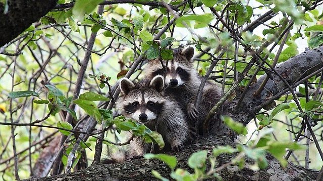 アライグマが猫を食べる可能性はあるのか?