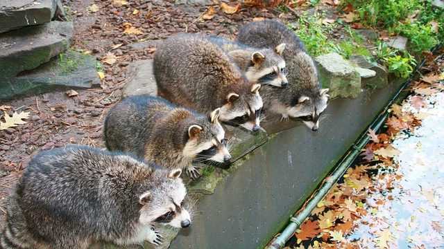 都市部のアライグマと猫:互いの存在を認識する