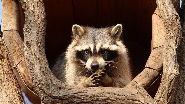 猫とアライグマ:脅威と共存の可能性